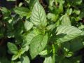 Mentha arvensis - máta rolní