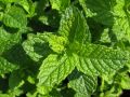 Mentha 