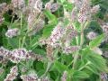 Mentha longifolia 