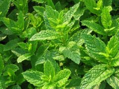 Mentha &quot; Maroccan &quot; - máta marocká Zahradnictví Krulichovi - zahradnictví,  květinářství, trvalky, skalničky, bylinky a koření