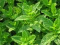 Mentha 