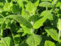 Mentha rotundifolia 