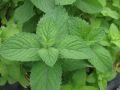 Mentha rotundifolia 