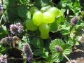 Mentha species 