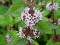 Mentha species 