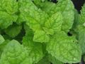 Mentha species 