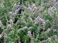 Mentha species 