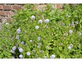Mentha species 