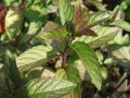 Mentha rubra var. rariphila - máta červená
