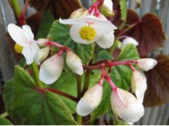 Begonia grandis ssp. evansiana var. alba - begonie značka zahradnictví