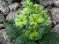 Primula 