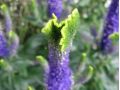 Veronica ( Pseudolysimachion ) longifolia 