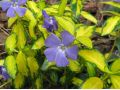 Vinca minor 