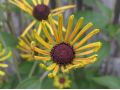 Rudbeckia subtomentosa 