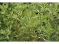 Artemisia abrotanum var. maritima 