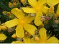 Hypericum polyphyllum 