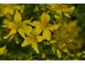 Hypericum perforatum - třezalka tečkovaná