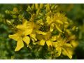 Hypericum perforatum 