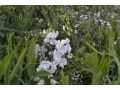 Lathyrus latifolius 