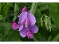 Lathyrus latifolius 