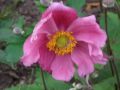 Anemone hybrida 