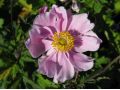 Anemone hybrida 