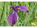 Iris ensata 