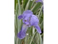 Iris pallida 