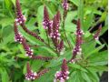 Verbena hastata 