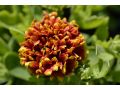 Gaillardia aristata 