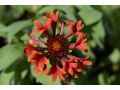Gaillardia aristata 
