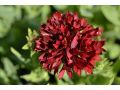 Gaillardia aristata 