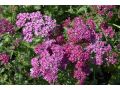 Achillea millefolium 