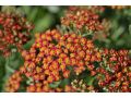 Achillea filipendulina 