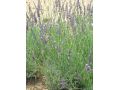 Lavandula x intermedia 