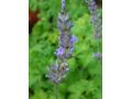 Lavandula x intermedia 