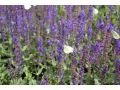 Salvia nemorosa 