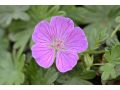 Geranium sanguineum 