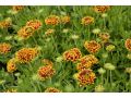 Gaillardia aristata 