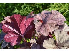 Heuchera 