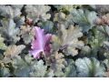 Heuchera 
