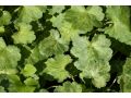 Heuchera 