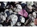 Heuchera 