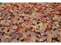 Heuchera 