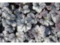 Heuchera 