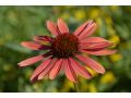 Echinacea 