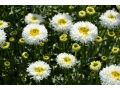 Leucanthemum 