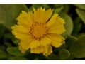 Coreopsis grandiflora 