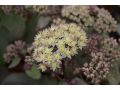 Sedum 