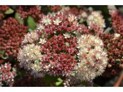 Sedum 
